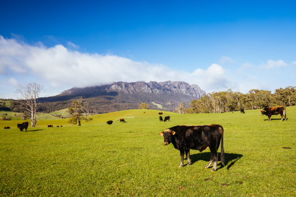 Scenic view of Mt Roland in Tasmania, representing natural farming environments similar to those producing grass-fed beef Perth locals trust